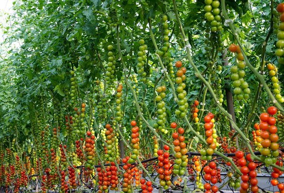 Tomato Farming Information Guide  AsiaFarming.com