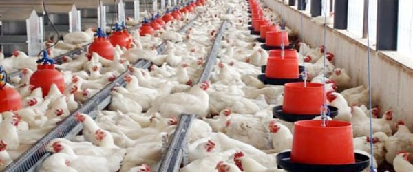 Sample business plan for poultry farming