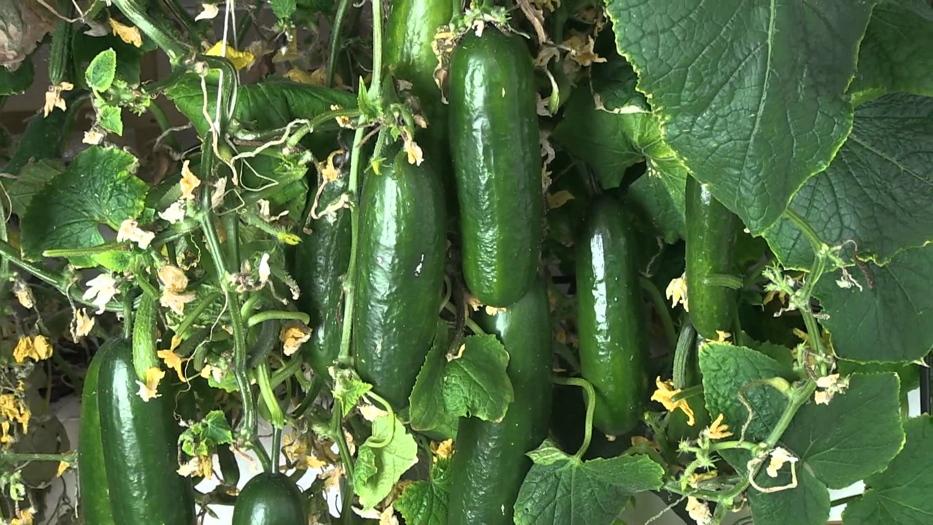 Cucumber Cultivation Information Guide | Asia Farming