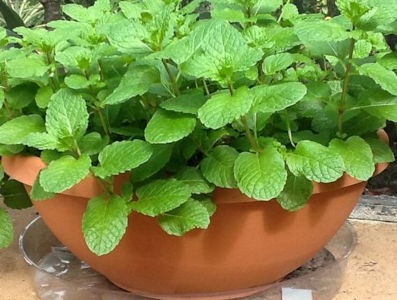 Growing Mint in Pots
