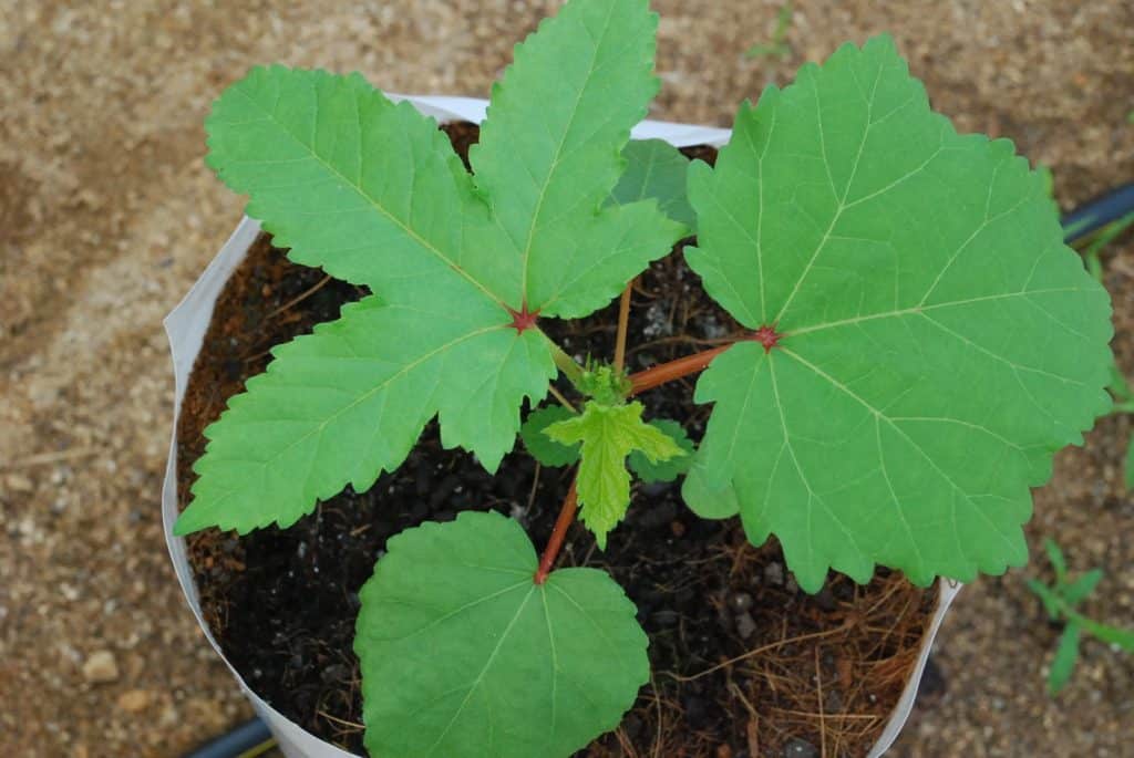 Growing Okra in Container