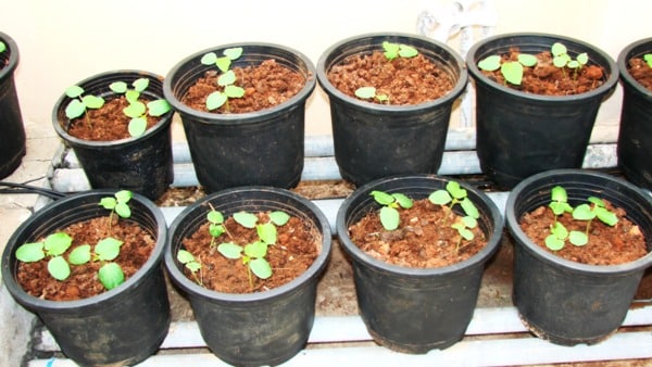 Growing Okra in pots -Okra seedlings