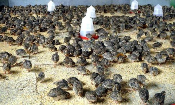 Quail Bird Farming - Deep Litter System
