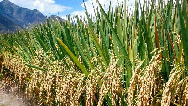 SRI - Hybrid Rice Field