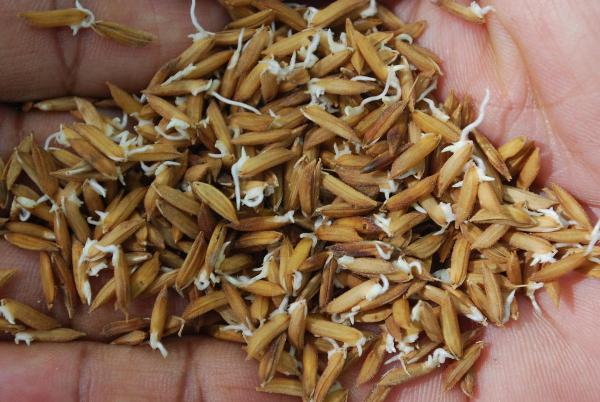 Sprouted Paddy Seeds