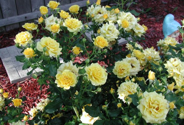 Rose Cultivation Information Guide | AsiaFarming.com