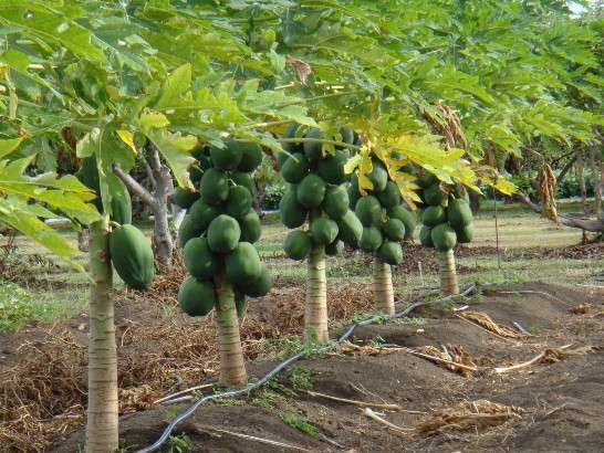 Drip Irrigation in Papaya Cultivation