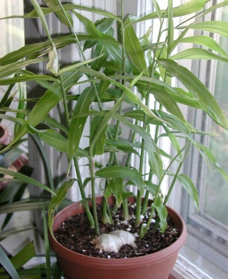 Growing Ginger in a Pot
