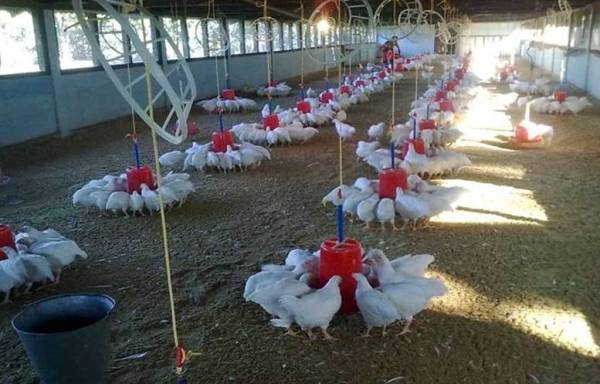 Growing Broiler Chicken in Deep Litter System