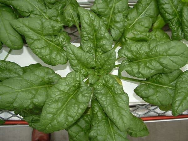 Growing Spinach in Hydroponic System