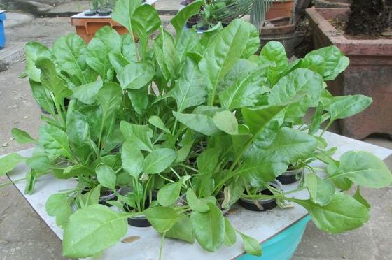 Growing Spinach in Pots