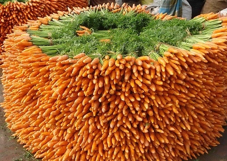 Carrot Farming Information Guide | Asia Farming