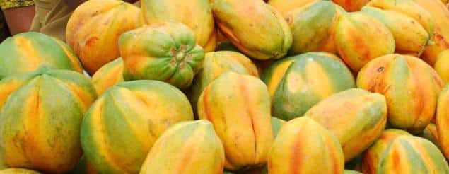 Harvested and Ripen Hybrid Papaya