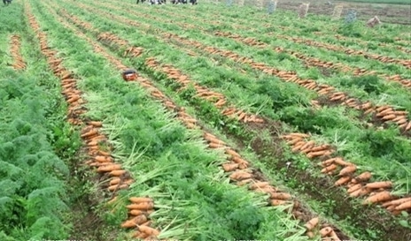 Harvested Carrots 