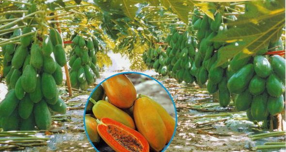 Papaya Farming Information Guide Asia Farming