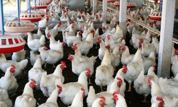 Diseases in Poultry 