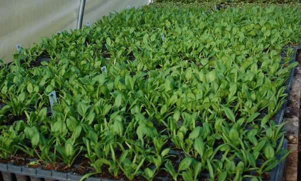 Spinach Cultivation in Greenhouse