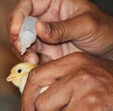 Vaccinating Chick