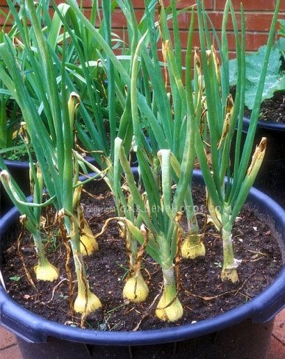 Growing Onion in Pot