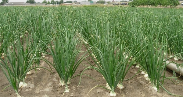 Onion Cultivation