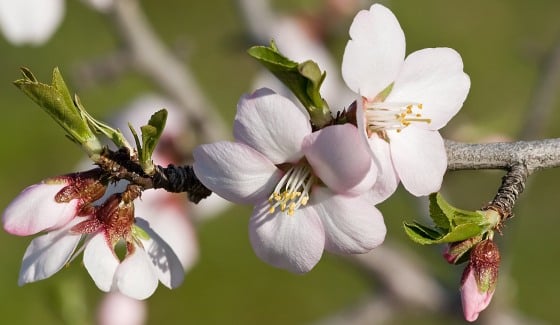 Almond Flowering