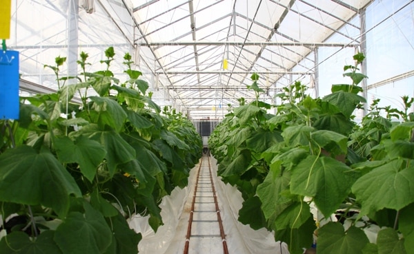 Growing Cucumber in Greenhouse