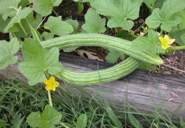 Long Variety Cucumber
