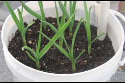 Growing Garlic in Pots