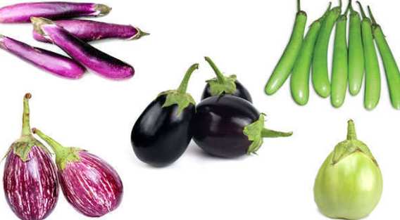 Some Typical Egg Plant Varieties