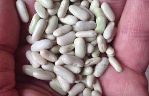 French Bean Seeds