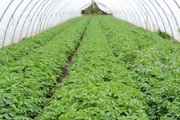 Growing Potatoes in Greenhouse