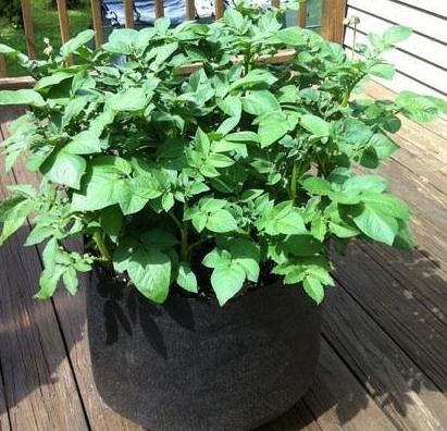 Growing potatoes in Pot