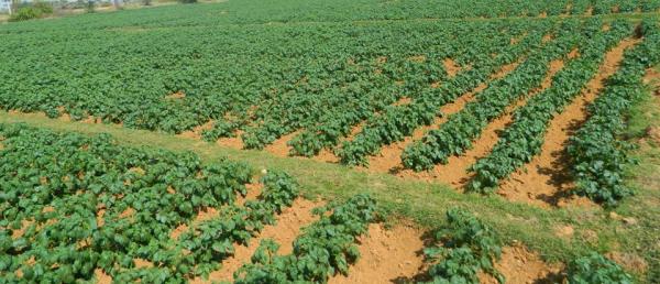 Potato Farming Field
