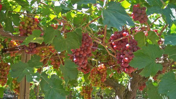 Grape Cultivation Information Guide | Asia Farming