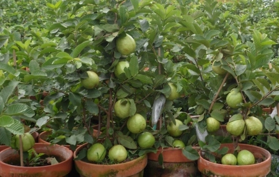 Image result for guava agriculture