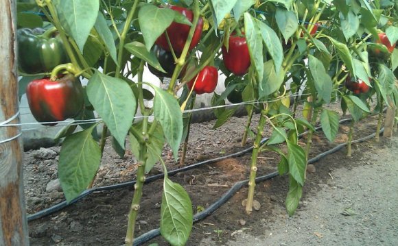 Growing Bell Pepper (Capsicum) Using Drip Irrigation