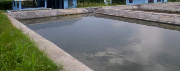 Nursery Ponds for Rearing Tilapia Fish.