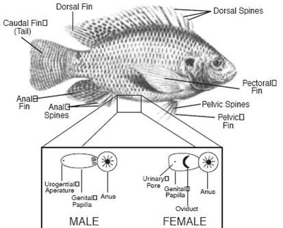 Tilapia Fish Description.