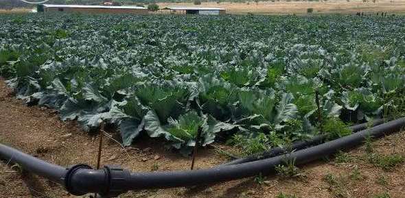 Drip Irrigation in Cauliflower Farming.