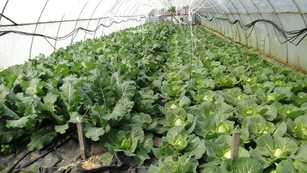 Growing Cauliflower in Greenhouse-Polyhouse.