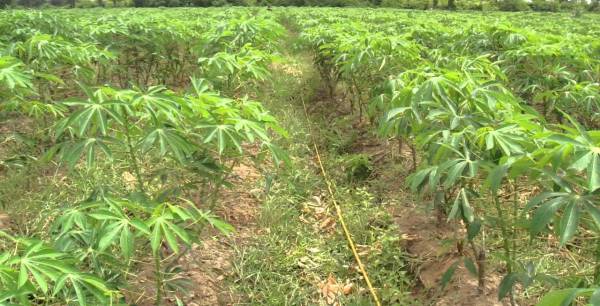 Cassava Plantation.