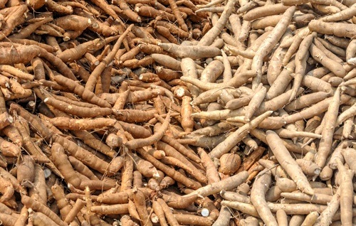 Cassava Tubers.