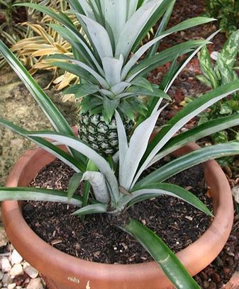 Growing Pineapple in Container.