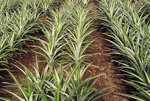 Pineapple Plantation.