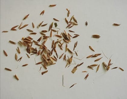 Lemongrass Seeds.