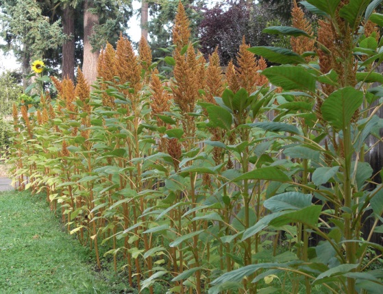 Growing Amaranth for Grains.