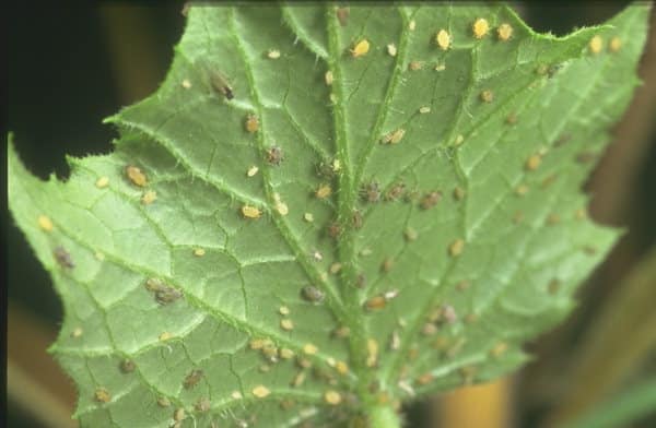 Aphids Information.