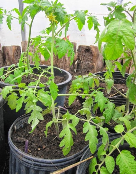 Growing Tomatoes in Pots.
