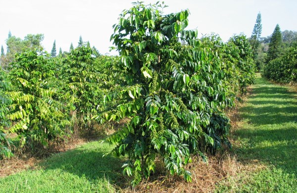 Coffee Plantation.
