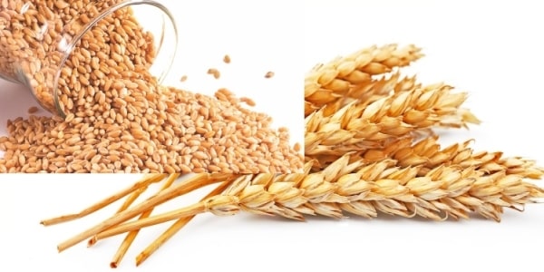 Health Benefits of Wheat.